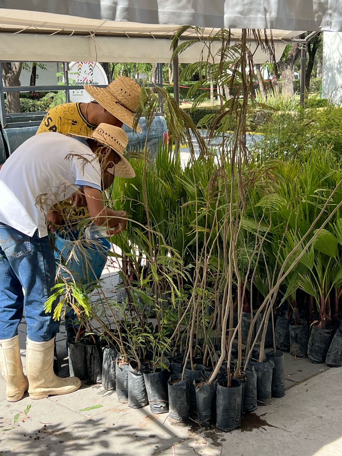 CELEBRA EL DÍA INTERNACIONAL DE LA MADRE TIERRA ADOPTANDO UN ÁRBOL O ...